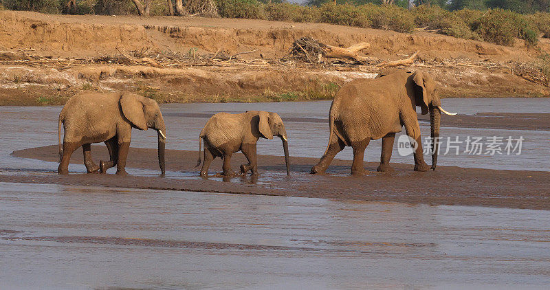 非洲象，loxodonta africana，群渡河，肯尼亚桑布鲁公园